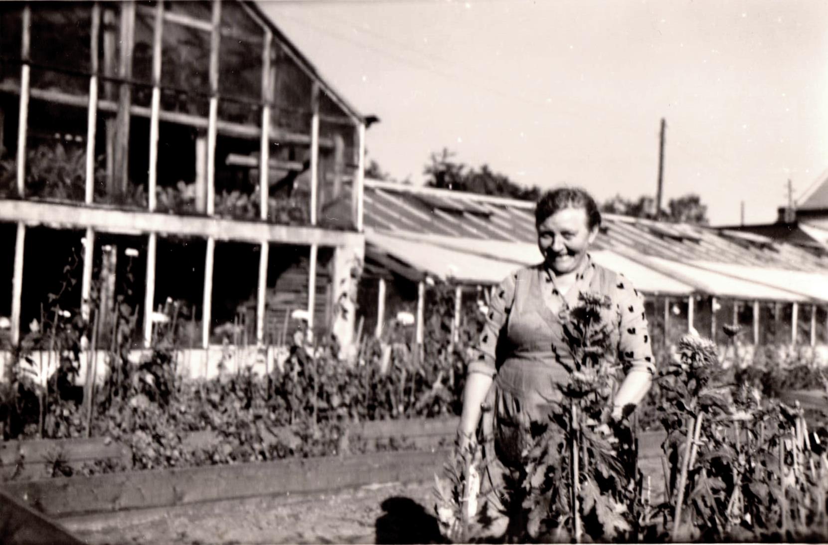 Gärtnerei 1955